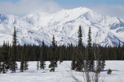 Denali in Winter 20x10