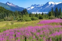 Mendenhall Fireweed 20x10