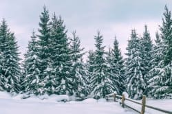 Winter-Fur-with-Fence-20x10