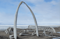 Arctic-Whale-Bones-10ft