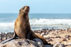 Fur Seal