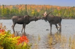 Moose Kiss