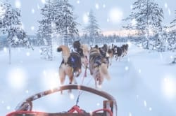 Mushing Dogs Sled
