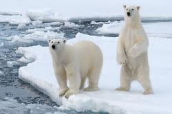 Polar Bears