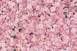 Pink-Carnations 10'