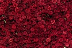 Red Rose Wall 10'