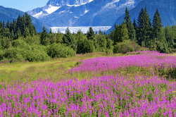 Fireweed-Glacier-10
